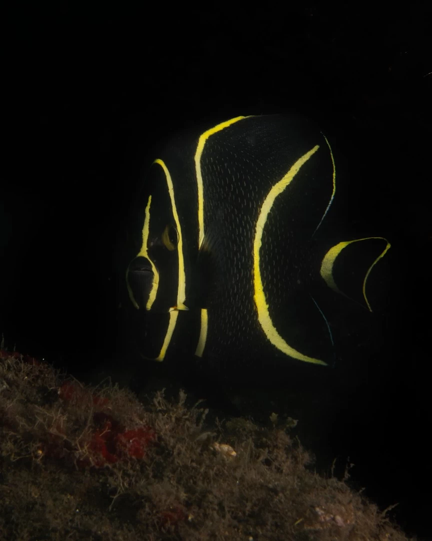 Aware Fish Id Padi