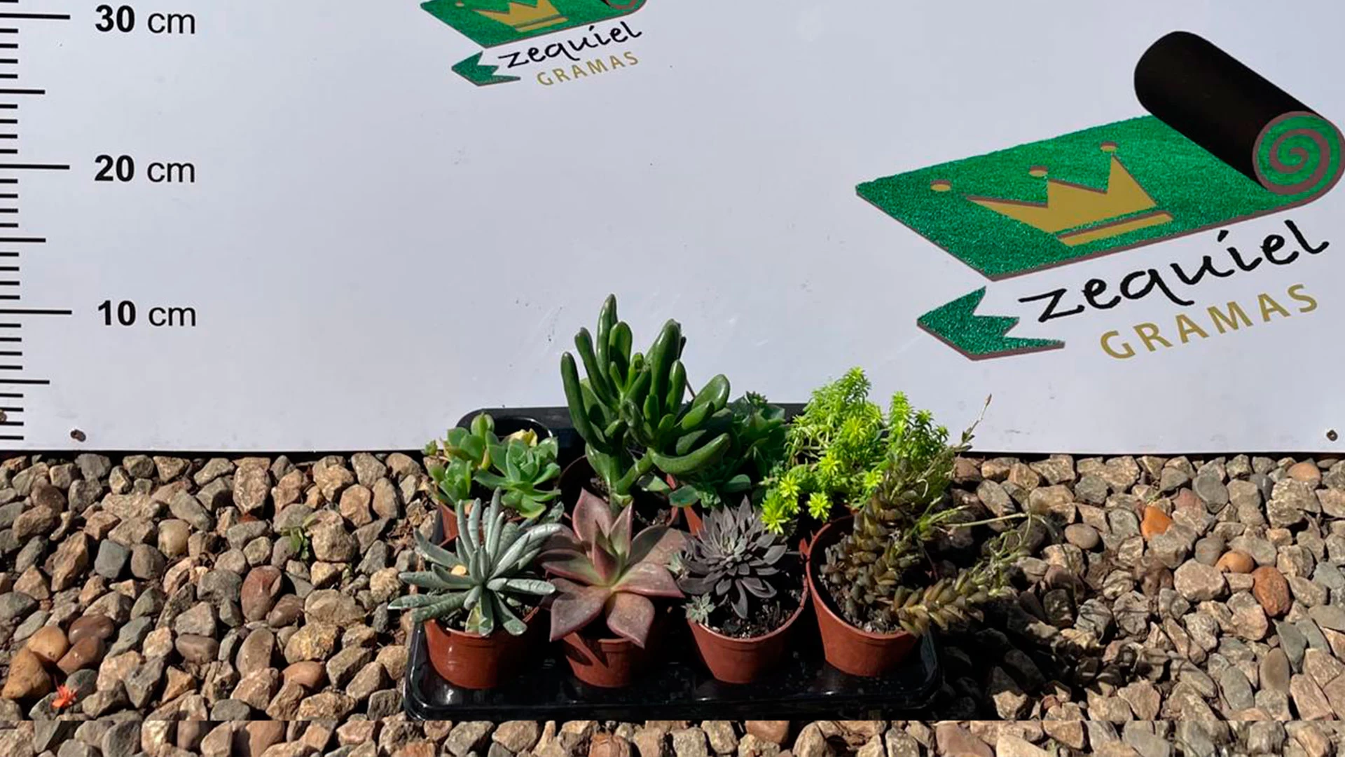 Cactos e Suculentas