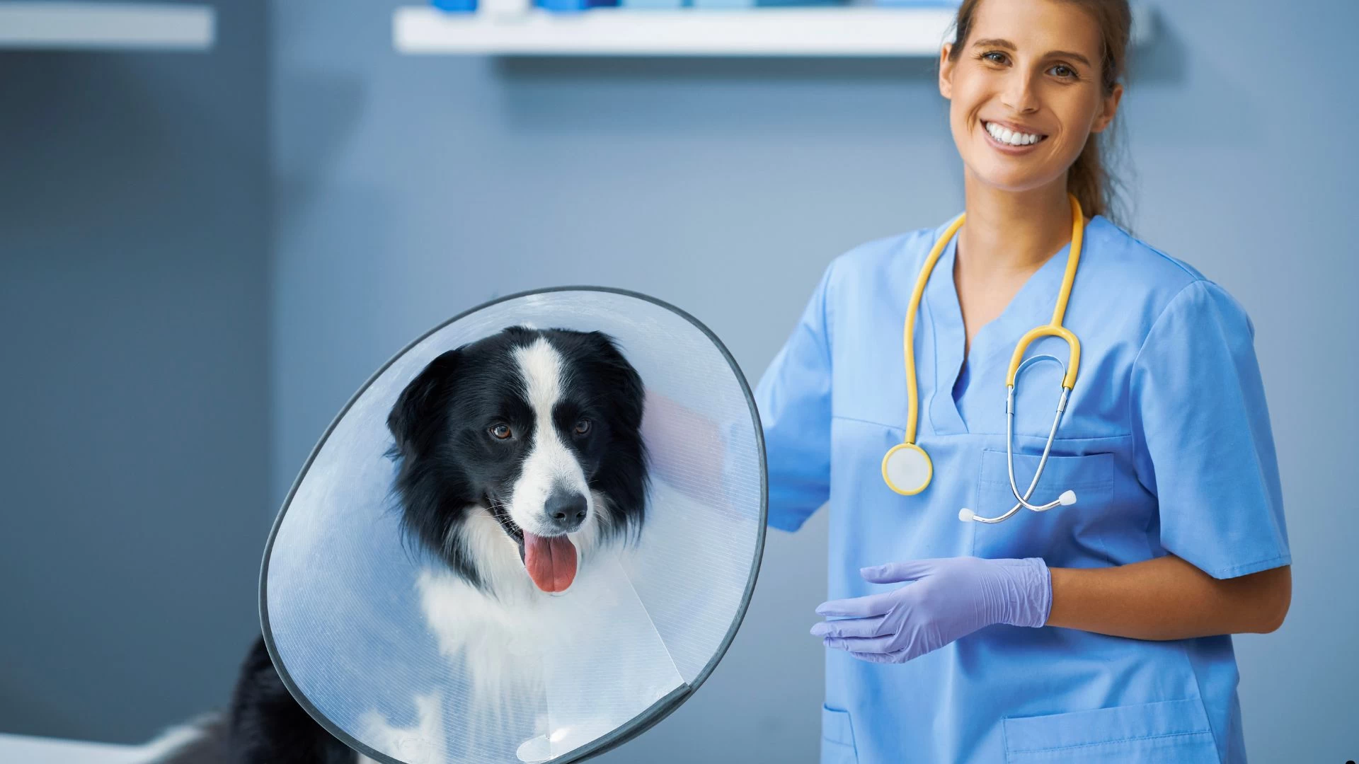 Consulta Veterinária