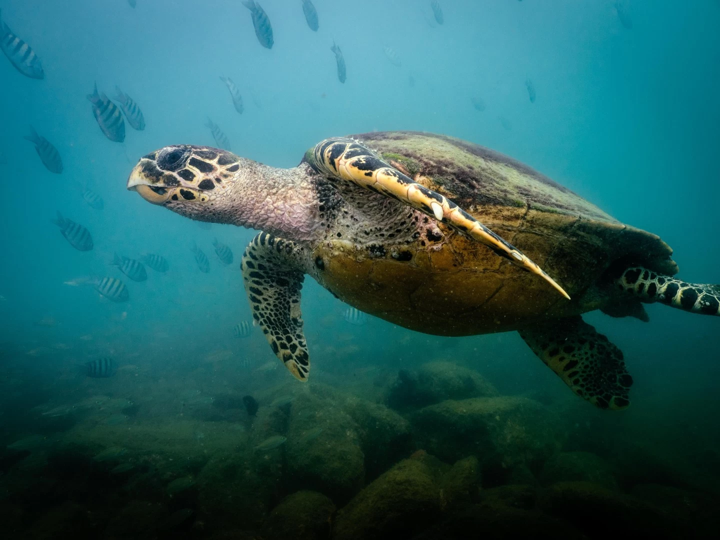 Curso Open Water Padi