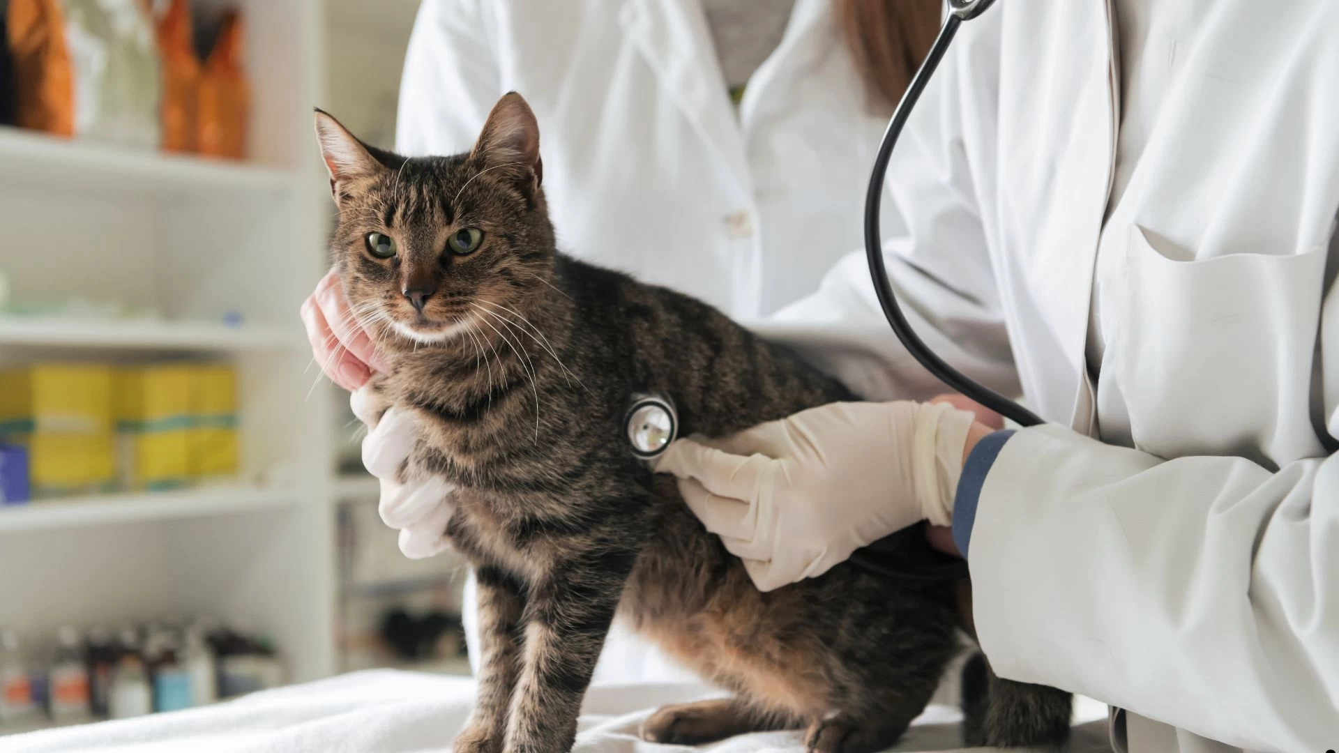 Eletrocardiograma Vet