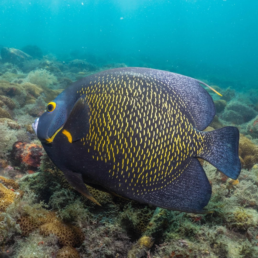 Mergulho Adaptado