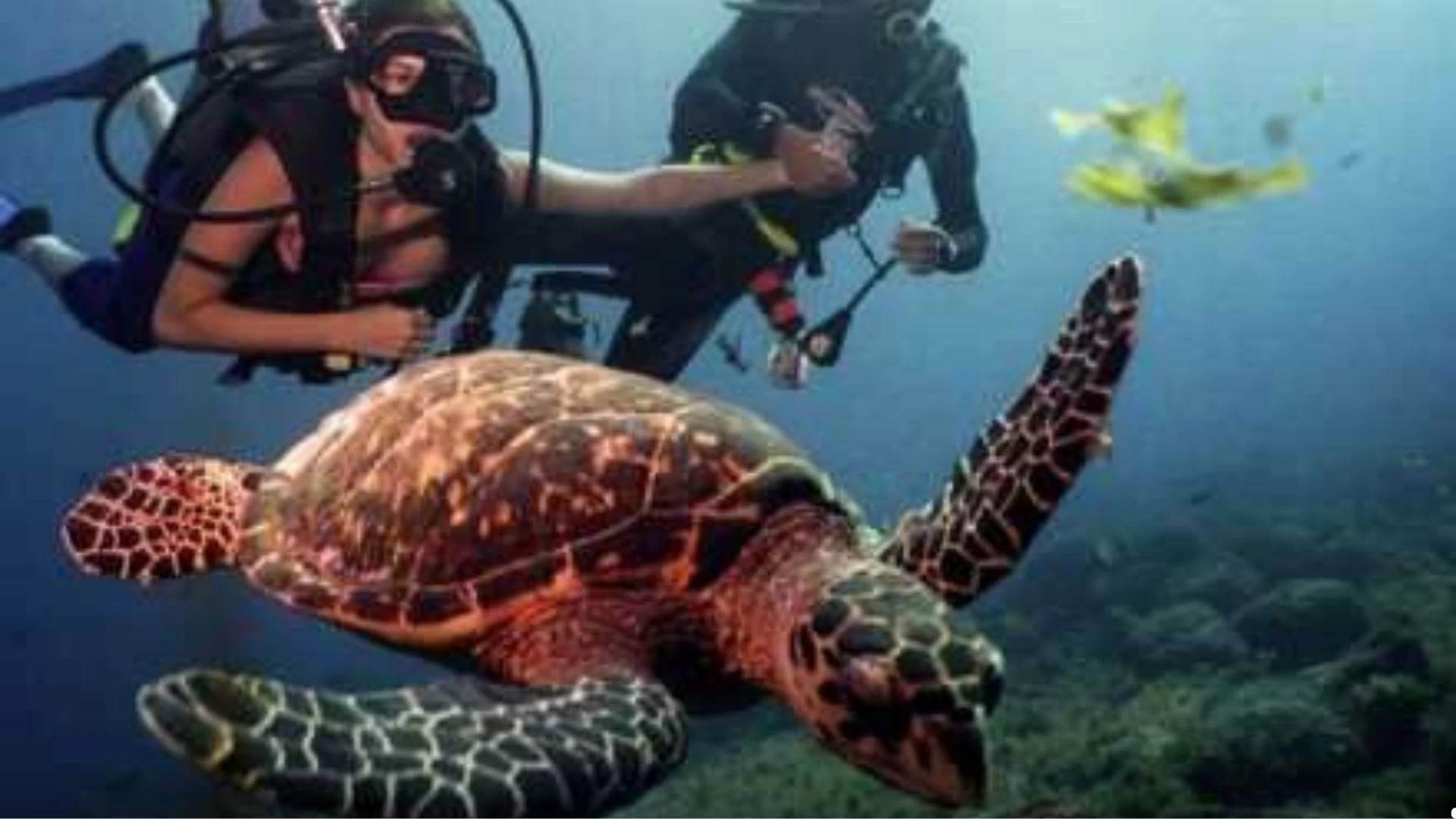 Mergulho em Ilhabela