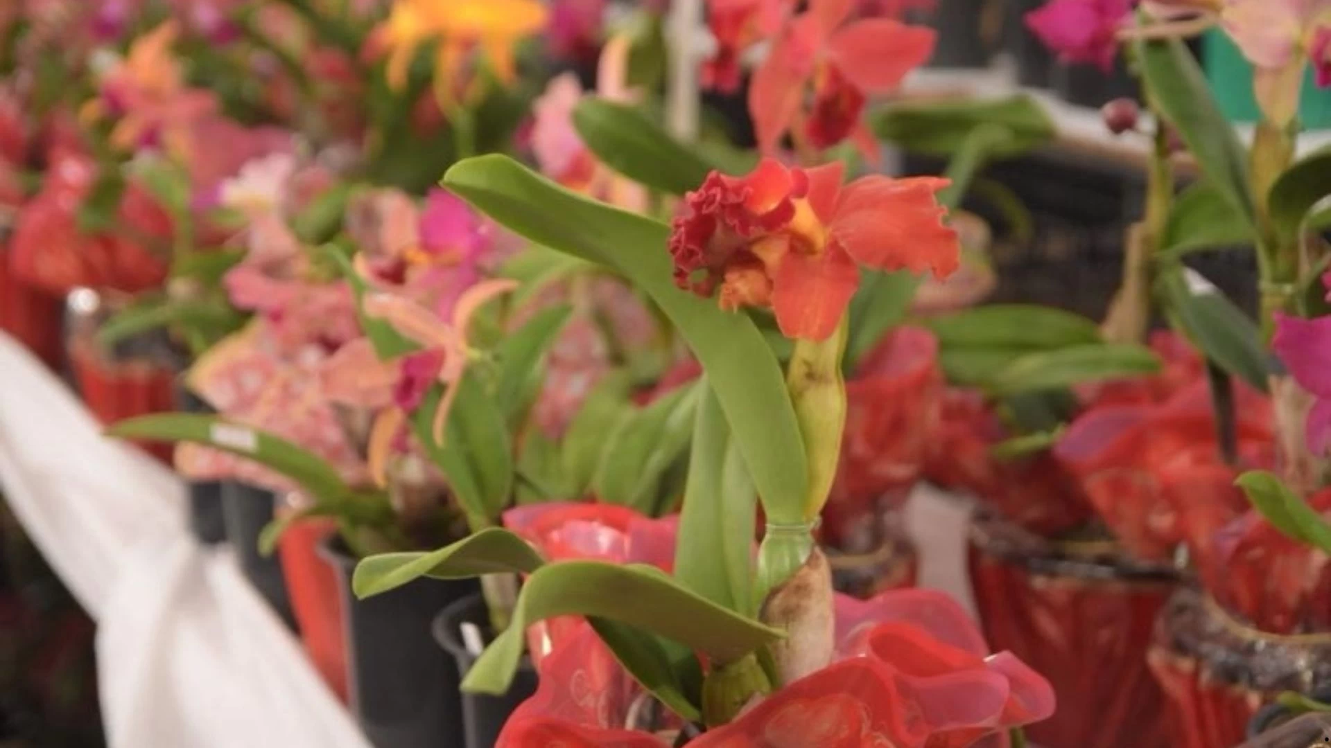 17ª Exposição de Orquídeas 