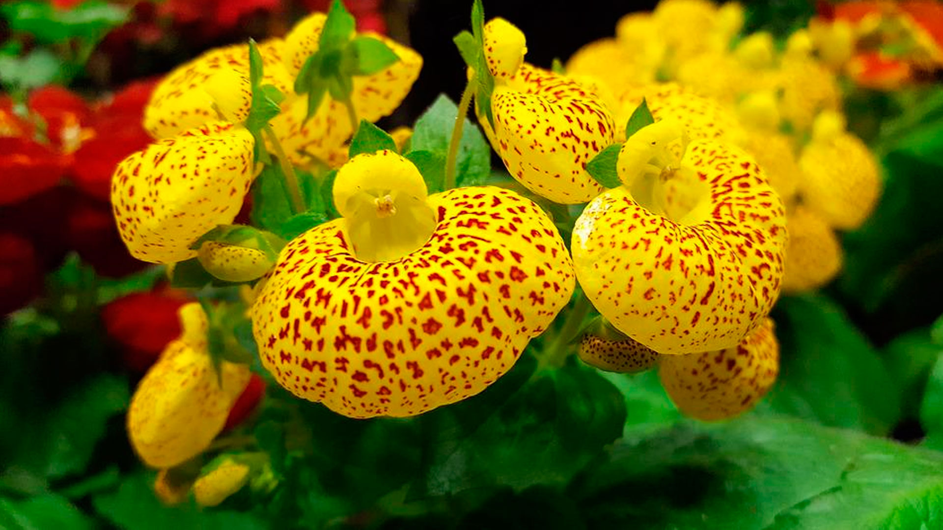 Mostra de Orquídea