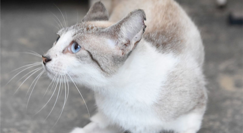 Feira de Adoção de cães e gatos