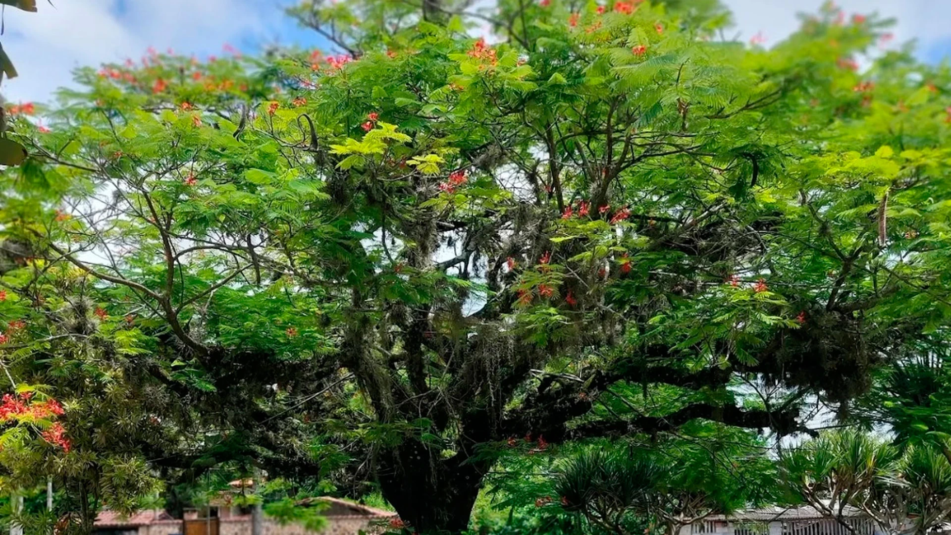 Dia da Árvore, Ave e do Paisagista
