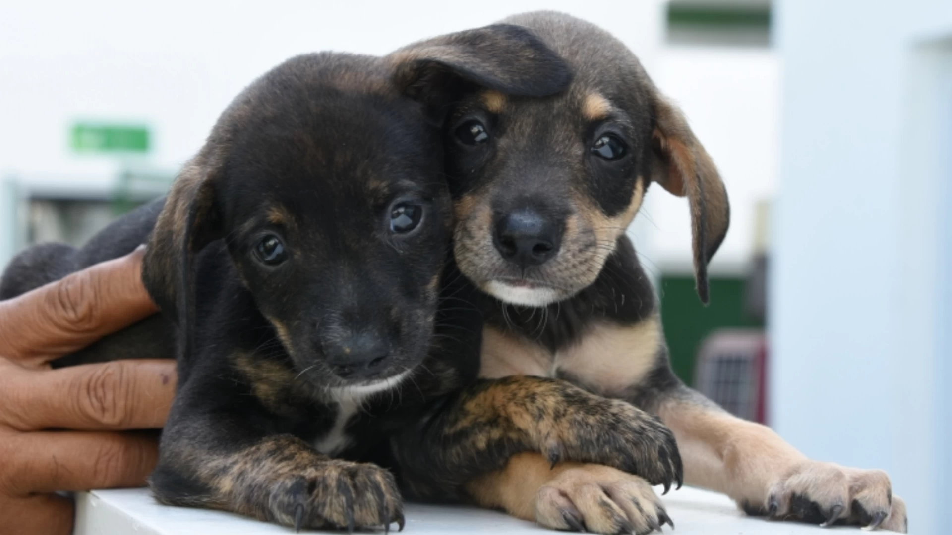 Feira de Adoção de Cães e Gatos