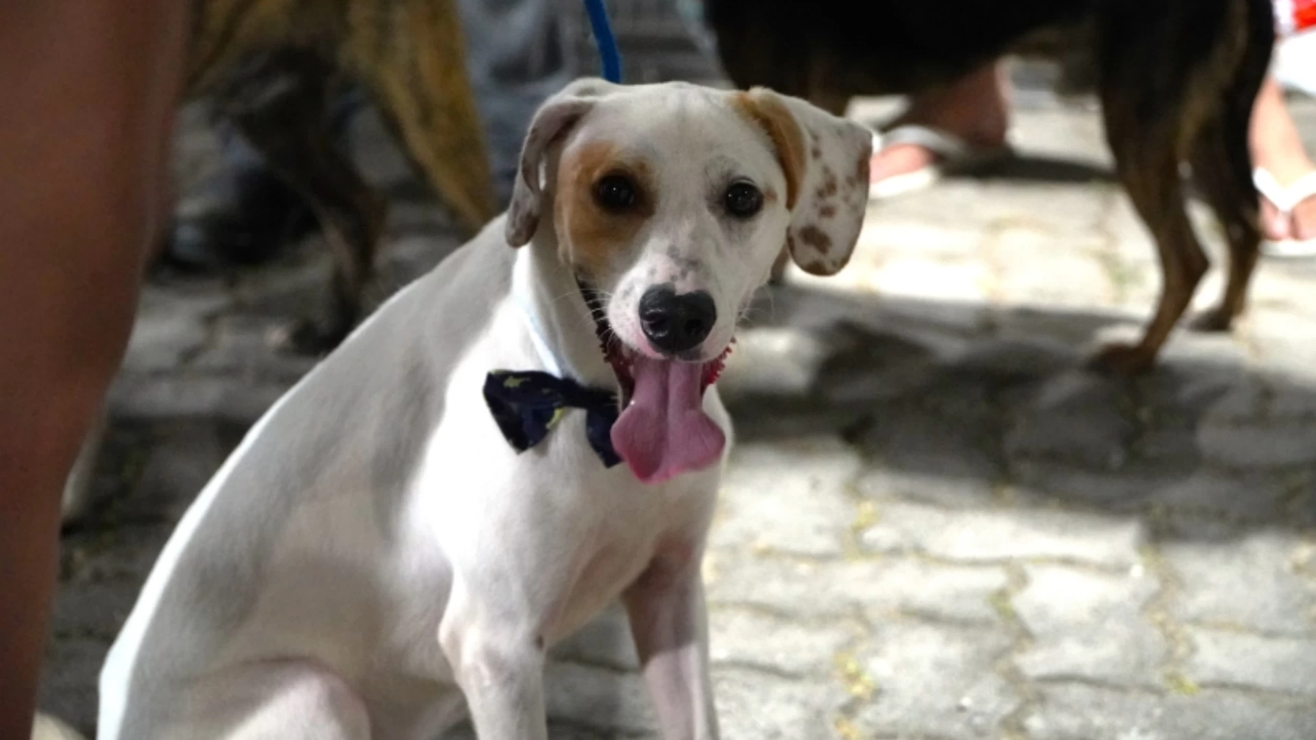 Feira de Adoção de Cães e Gatos