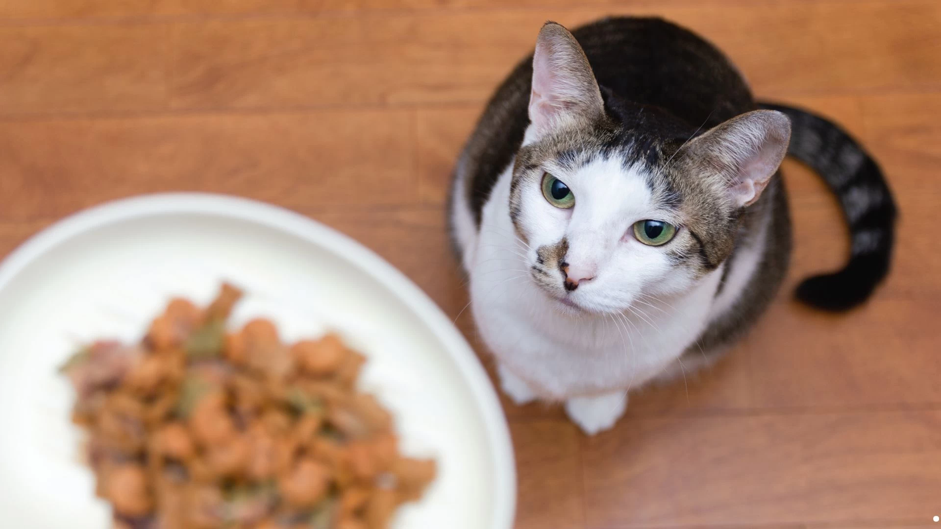 Ração para Gato